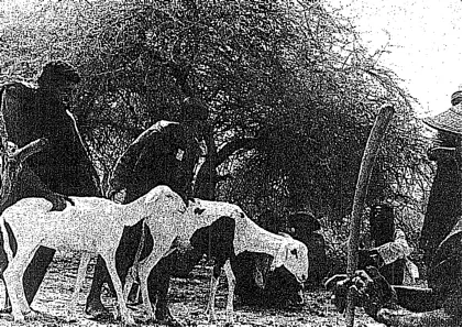 Livestock distribution at Tin Aicha, 1980. Source: AFSC