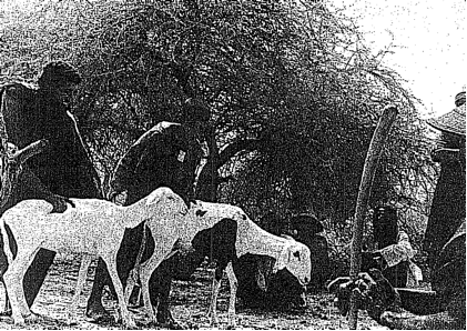 Livestock distribution at Tin Aicha, 1980. Source: AFSC