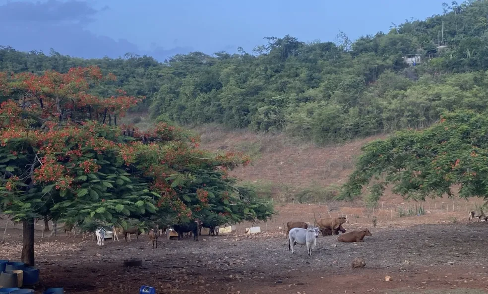 Re-purposed bauxite mined-out land used for cattle farming, Melrose Hill, Manchester, Jamaica. Photograph by the author, 23 July 2025.