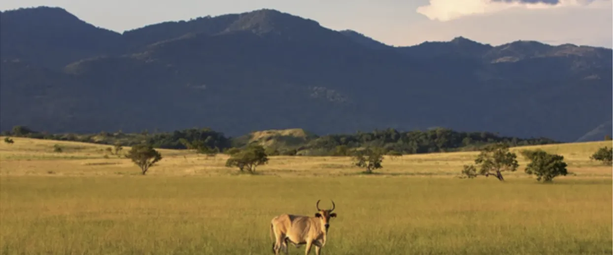 ‘A steer stands alone in a field at sunset. Low-intensity cattle ranching has a long history in the Rupununi’, Photo by Barbara Fraser - CIFOR (Center for International Forestry Research.)