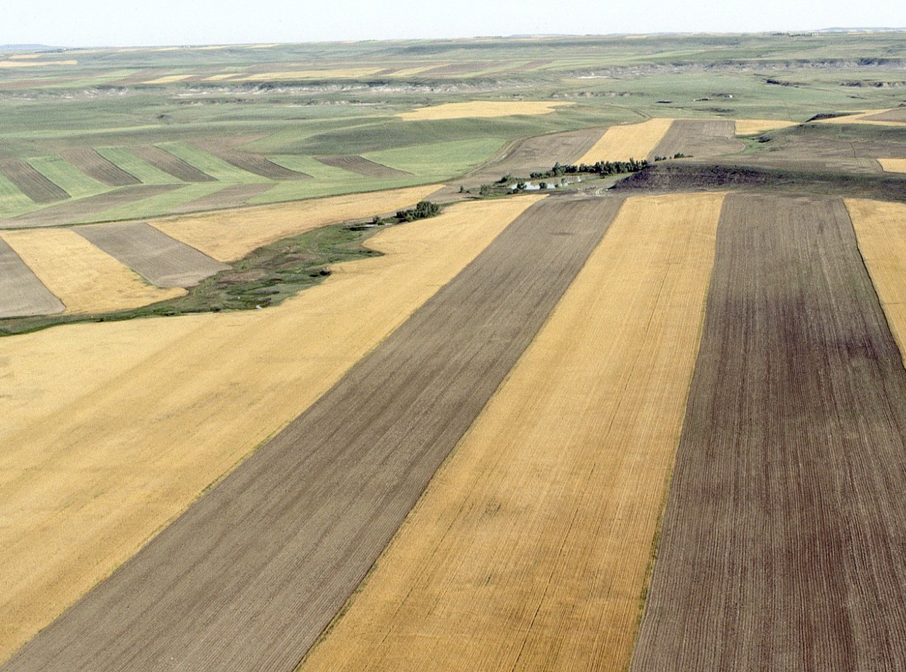 Stripcropping in Great Falls, 1983